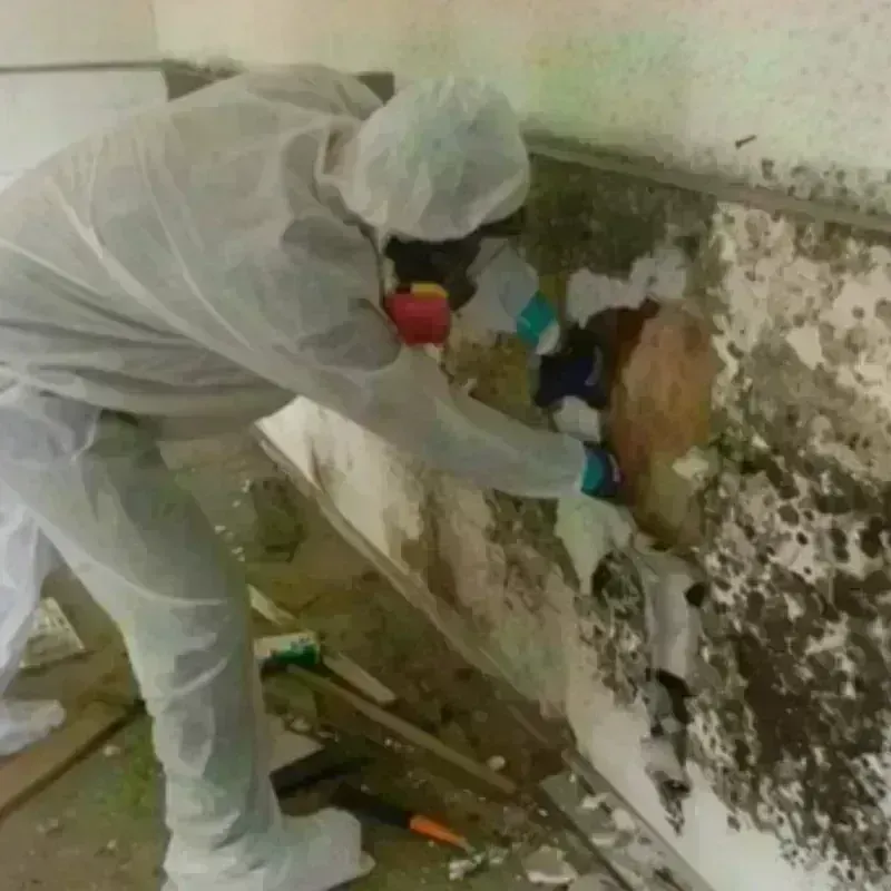 Mold Remediation and Removal in Richmond, VA